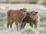 Two Bison (Bison Bison) Calves  Yellowstone National Park  UNESCO World Heritage Site  Wyoming  Uni