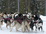 Dog Sledding Team During Snowfall  Continental Divide  Near Dubois  Wyoming  United States of Ameri