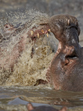 Two Hippopotamus (Hippopotamus Amphibius) Sparring  Serengeti National Park  Tanzania  East Africa 