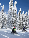 Snowmobilers Riding Through a Forest of Hoar Frosted Trees on Two Top Mountain  West Yellowstone  M