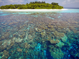 Coral Plates  Lagoon and Tropical Island  Maldives  Indian Ocean  Asia