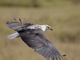 African Fish Eagle (Haliaeetus Vocifer) in Flight  Serengeti National Park  Tanzania  East Africa  