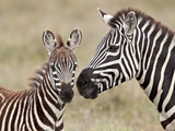 Common Zebra or Burchell's Zebra (Equus Burchelli) Foal and Mare  Serengeti National Park  Tanzania