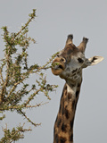 Masai Giraffe (Giraffa Camelopardalis Tippelskirchi) Feeding  Serengeti National Park  Tanzania  Ea