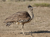 Kori Bustard (Ardeotis Kori) Dust Bathing  Kgalagadi Transfrontier Park  Encompassing the Former Ka