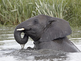 Young African Elephant (Loxodonta Africana) Playing in the Water  Serengeti National Park  UNESCO W