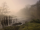 Misty Morning  Exe Valley  Devon  England  United Kingdom  Europe
