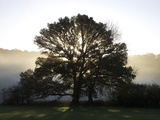Misty Trees  Exe Valley  Devon  England  United Kingdom  Europe