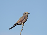Rufus-Crowned Roller (Purple Roller) (Coracias Naevia)  Kruger National Park  South Africa  Africa