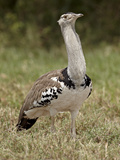 Kori Bustard (Ardeotis Kori)  Serengeti National Park  Tanzania  East Africa  Africa
