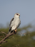 Black-Shouldered Kite (Elanus Caeruleus)  Serengeti National Park  Tanzania  East Africa  Africa