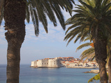 Old Town Through Palm Trees  Dubrovnik  Croatia  Europe