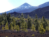 Las Canadas  Parque Nacional Del Teide  UNESCO World Heritage Site  Tenerife  Canary Islands  Spain