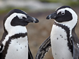 African Penguin (Spheniscus Demersus) Pair  Simon's Town  South Africa  Africa