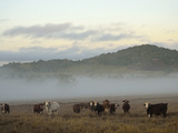 Farmland on Foggy Morning  Atherton Tableland  Queensland  Australia  Pacific