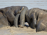 Two African Elephant (Loxodonta Africana) Playing in the Water  Addo Elephant National Park  South 