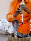 Cobra Snake Charmer Outside the City Palace  Jaipur  Rajasthan  India  Asia