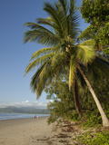Four Mile Beach with Coconut Palm Trees  Port Douglas  Queensland  Australia  Pacific