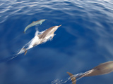Dolphins  Maldives  Indian Ocean  Asia