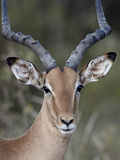 Impala (Aepyceros Melampus) Buck  Kruger National Park  South Africa  Africa