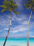 Palm Trees on Tropical Beach  Maldives  Indian Ocean  Asia