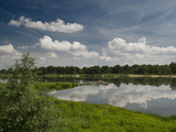 Elbe River and its Flora Near Village of Storkau  Saxony-Anhalt  Germany  Europe