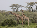 Two Masai Giraffe (Giraffa Camelopardalis Tippelskirchi)  Serengeti National Park  Tanzania  East A