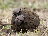 Two Dung Beetles Atop a Ball of Dung  Serengeti National Park  Tanzania  East Africa  Africa