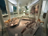 Museum of Natural Science  Karlsruhe  Baden-Wurttemberg  Germany  Europe