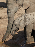 African Elephant (Loxodonta Africana) Adult Supporting a Baby Drinking  Addo Elephant National Park