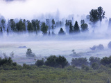 Early Morning Mist in Wells Grey Provincial Park  British Columbia  Canada  North America