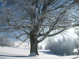 Winter Landscape at Thurner  Black Forest  Baden-Wurttemberg  Germany  Europe