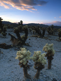 Joshua Trees at Sunset in Joshua Tree National Park  California  United States of America  North Am