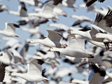 Flock of Snow Goose (Chen Caerulescens) Blasting Off  Bosque Del Apache National Wildlife Refuge  N