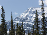 Trees in Front of Mount Edith Cavell  Jasper National Park  UNESCO World Heritage Site  British Col
