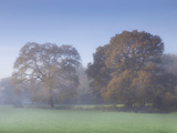 Misty Trees  Exe Valley  Devon  England  United Kingdom  Europe