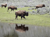 Bison (Bison Bison) Reflected in a Pond  Yellowstone National Park  UNESCO World Heritage Site  Wyo