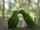 Male Eclectus Parrots (Eclectus Roratus)  the Wildlife Habitat  Port Douglas  Queensland  Australia
