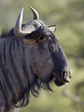 Blue Wildebeest (Brindled Gnu) (Connochaetes Taurinus)  Imfolozi Game Reserve  South Africa  Africa