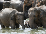 Asian Elephants Bathing in the River  Pinnawela Elephant Orphanage  Sri Lanka  Asia