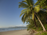Four Mile Beach with Coconut Palm Trees  Port Douglas  Queensland  Australia  Pacific
