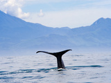 Kaikoura  South Island  New Zealand  Pacific