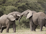Two African Elephant (Loxodonta Africana) Sparring  Serengeti National Park  Tanzania  East Africa 