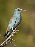 European Roller (Coracias Garrulus)  Kruger National Park  South Africa  Africa