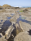 Curio Bay Fossilised Forest  Southland  South Island  New Zealand  Pacific