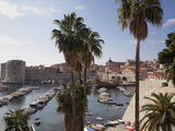 Palm Trees and the Harbour  Dubrovnik Old Town  Dubrovnik  Croatia  Europe