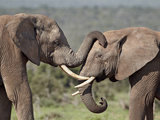Two African Elephant (Loxodonta Africana)  Addo Elephant National Park  South Africa  Africa