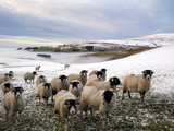 Sheep Waiting to Be Fed in Winter  Lower Pennines  Cumbria  England  United Kingdom  Europe