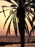 Sunrise Near Sidi Slim  Island of Jerba  Tunisia  North Africa  Africa
