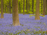 Bluebells Beneath Trees  West Woods  Wiltshire  England  United Kingdom  Europe